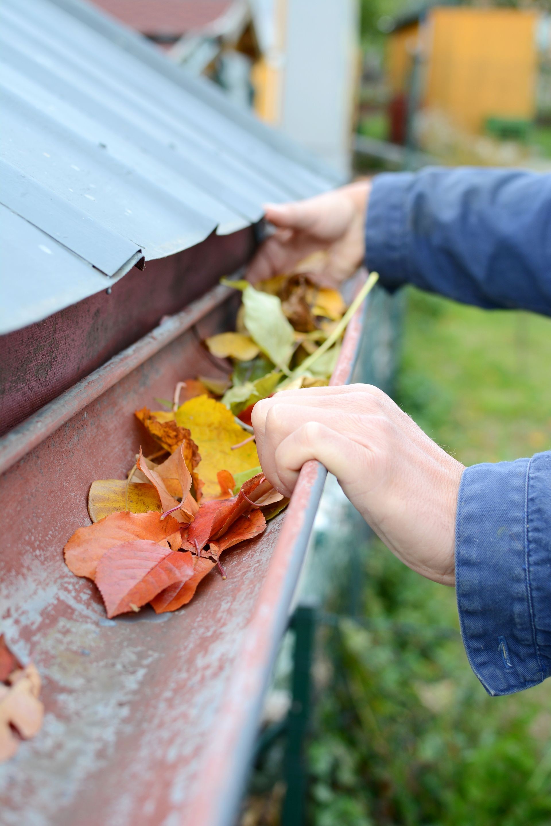 Leaves in eaves. Cleaning gutter blocked with autumn leaves.